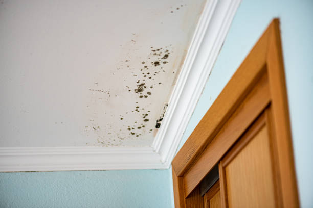 Best Residential Mold Remediation in College Park, GA